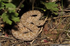 Crotalus oreganus concolor