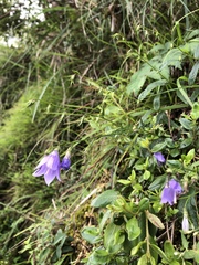 Adenophora morrisonensis