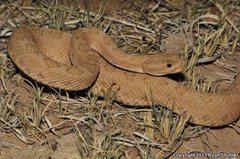 Crotalus oreganus concolor
