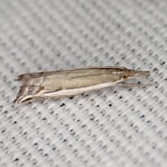 Raphiptera argillaceellus