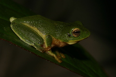 Bob Inger's Bush Frog photo 2