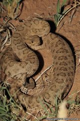 Crotalus oreganus concolor