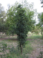Ziziphus jujuba