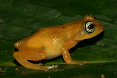 Raorchestes uthamani