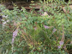 Buddleja lindleyana