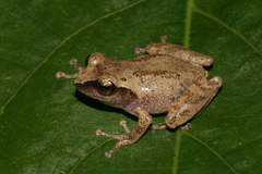 Green Eyed Bushfrog photo 2