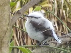 Fluvicola nengeta
