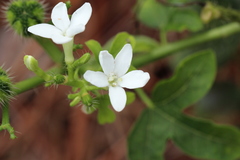 Cnidoscolus stimulosus