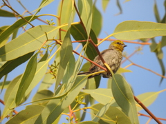 Auriparus flaviceps