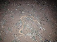 Crotalus oreganus concolor