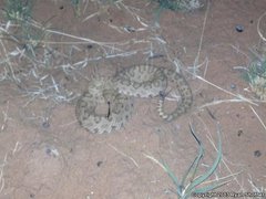 Crotalus oreganus concolor