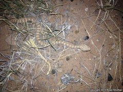 Crotalus oreganus concolor