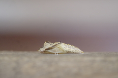 Ascia monuste orseis