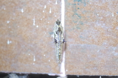 Ascia monuste orseis