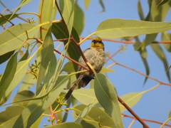 Auriparus flaviceps