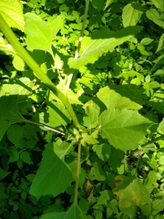Xanthium strumarium