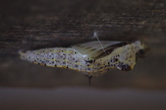 Ascia monuste orseis