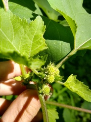 Xanthium strumarium