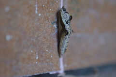 Ascia monuste orseis