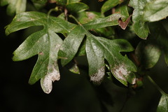 Podosphaera clandestina