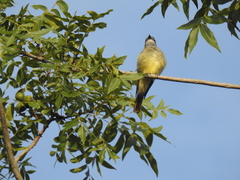 Tyrannus vociferans