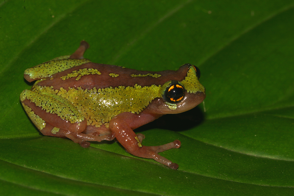 Megamalai bush frog