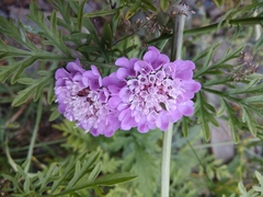 Scabiosa owerinii