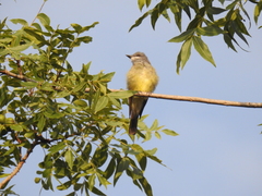 Tyrannus vociferans
