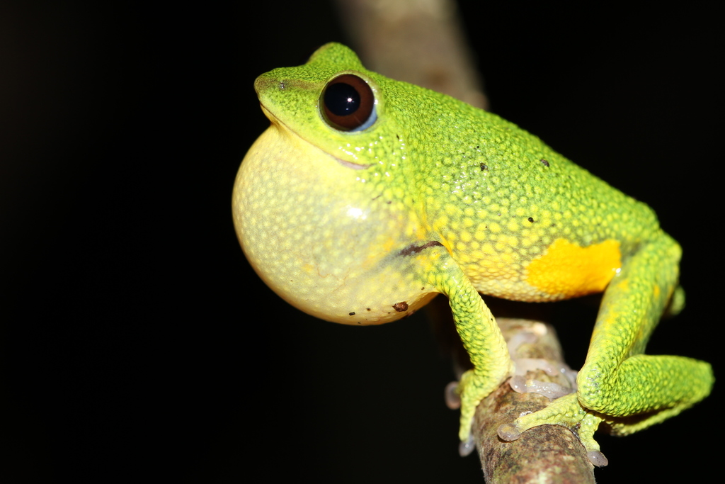 Silent Valley Bush Frog