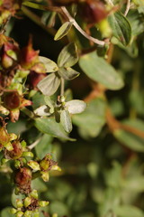 Erysiphe hyperici