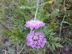 Scabiosa owerinii