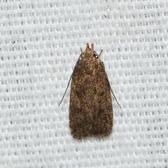 Glyphidocera juniperella