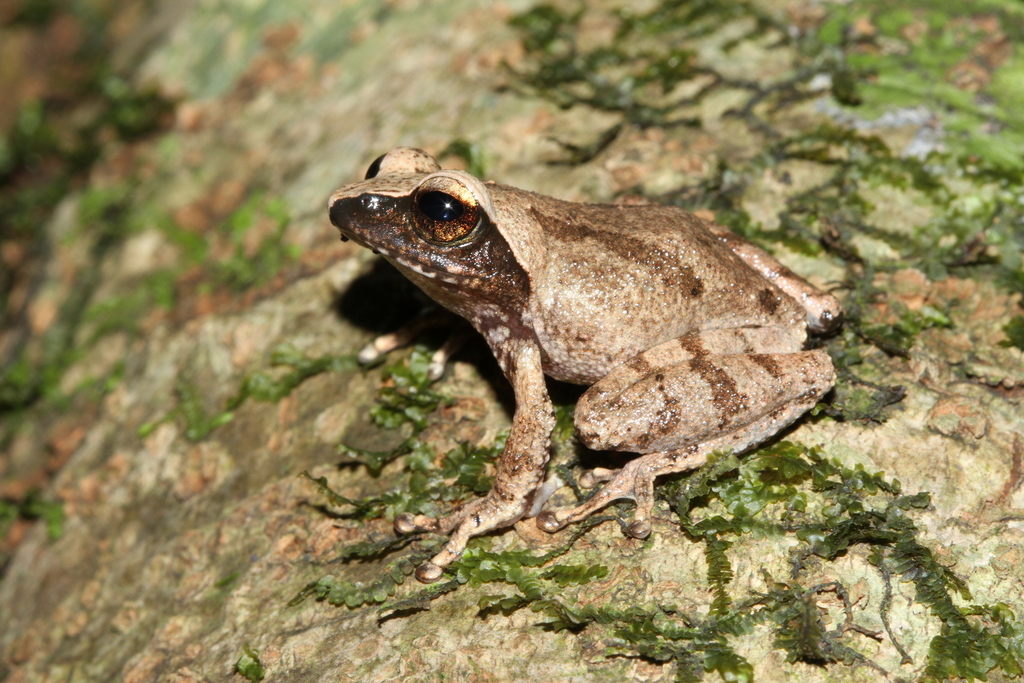 Raorchestes lechiya
