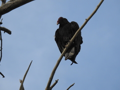 Cathartes aura
