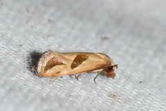 Eugnosta bimaculana
