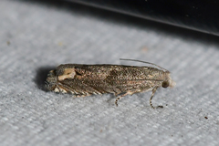 Epiblema minutana