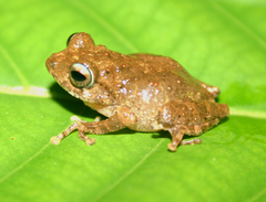 Raorchestes chotta