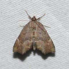 Cutina aluticolor