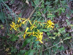 Senecio propinquus