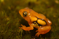 Raorchestes resplendens