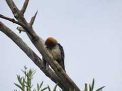 Melanerpes aurifrons