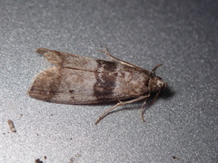 Sciota rhenella