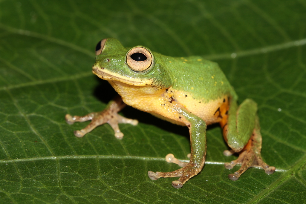 Malabar Bubble-Nest Frog