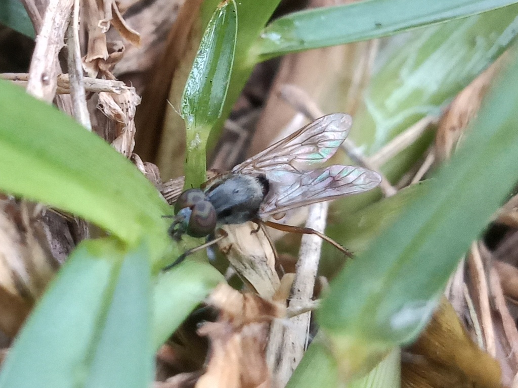 Cerocatus pictipennis