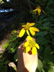 Rudbeckia laciniata