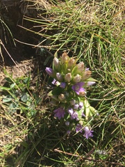 Gentianella campestris