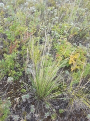 Festuca sibirica