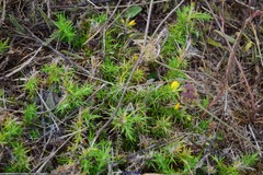 Ulex gallii
