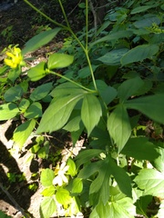 Rudbeckia laciniata