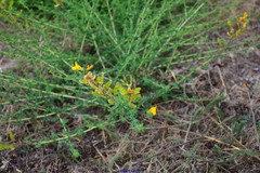 Adenocarpus complicatus